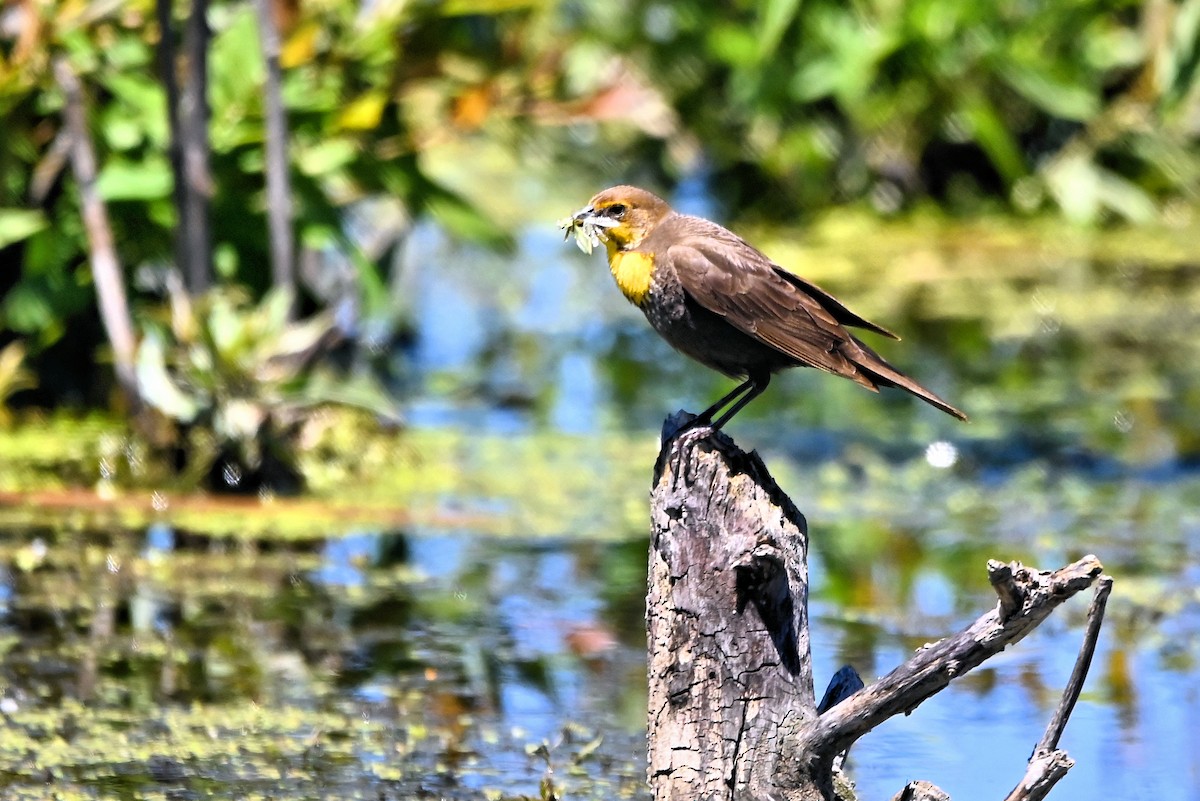 Yellow-headed Blackbird - ML621113187