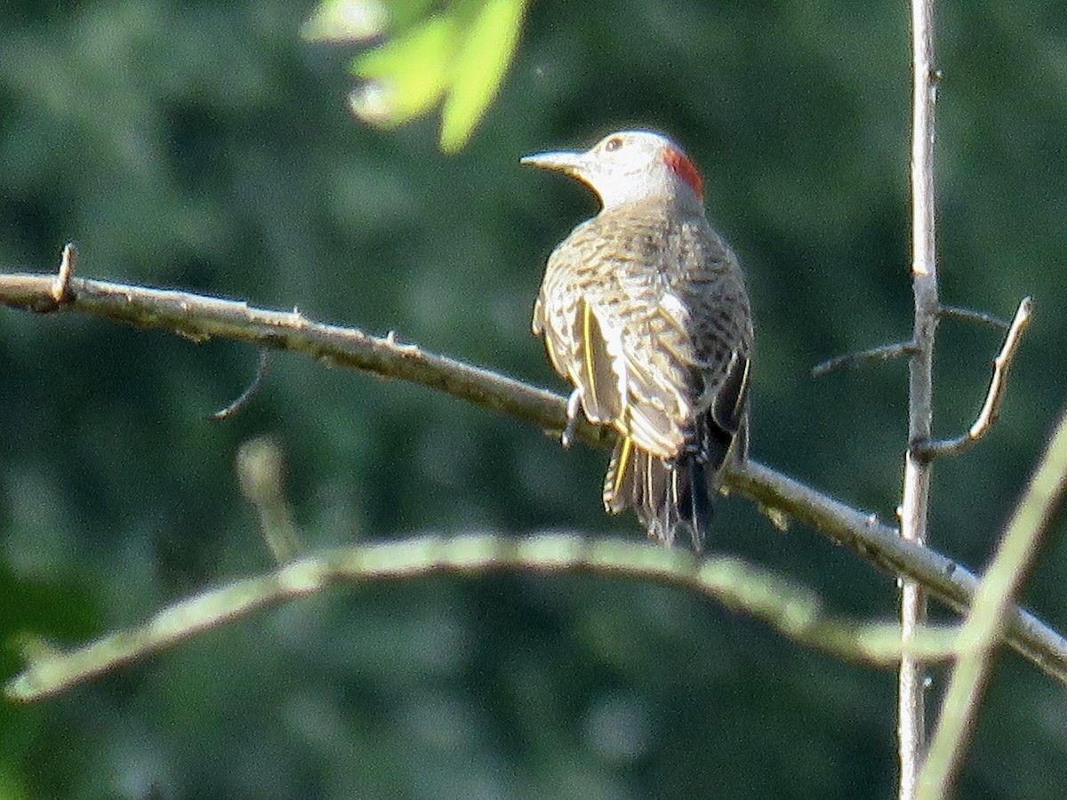 Northern Flicker (Yellow-shafted) - ML621113195