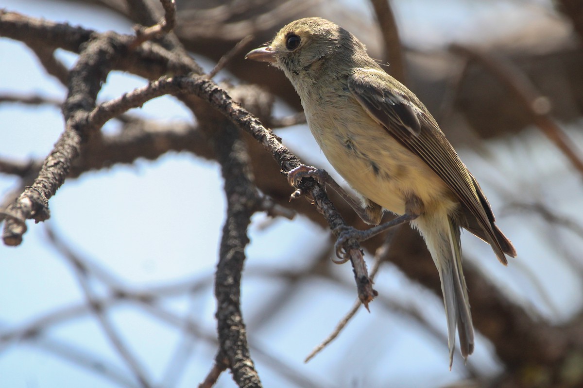 Hutton's Vireo (Interior) - ML621113209