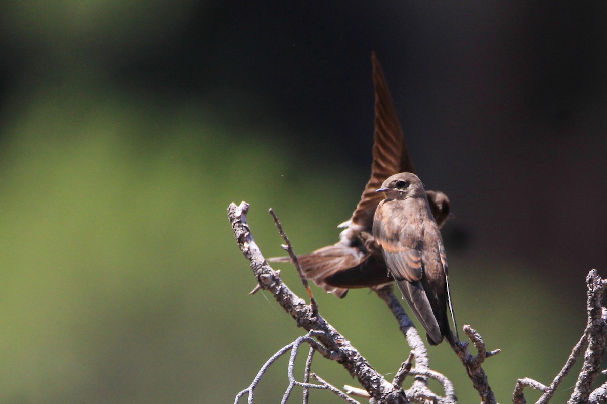 Northern Rough-winged Swallow - ML621113215