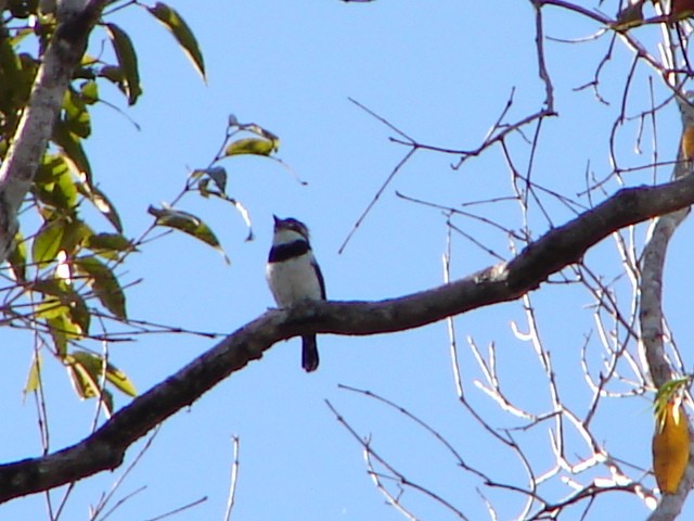 Pied Puffbird - Guilherme Serpa