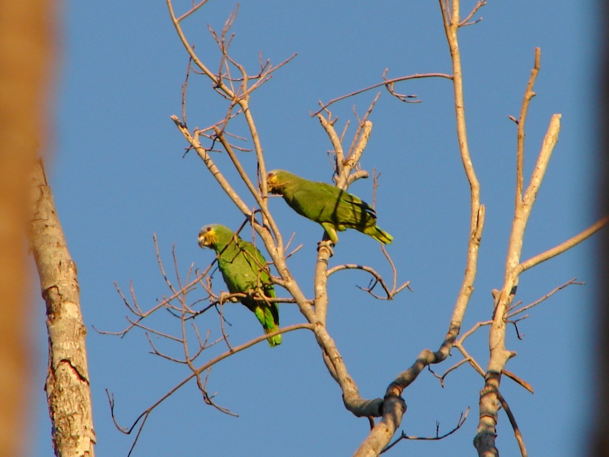 Amazona Alinaranja - ML621113272