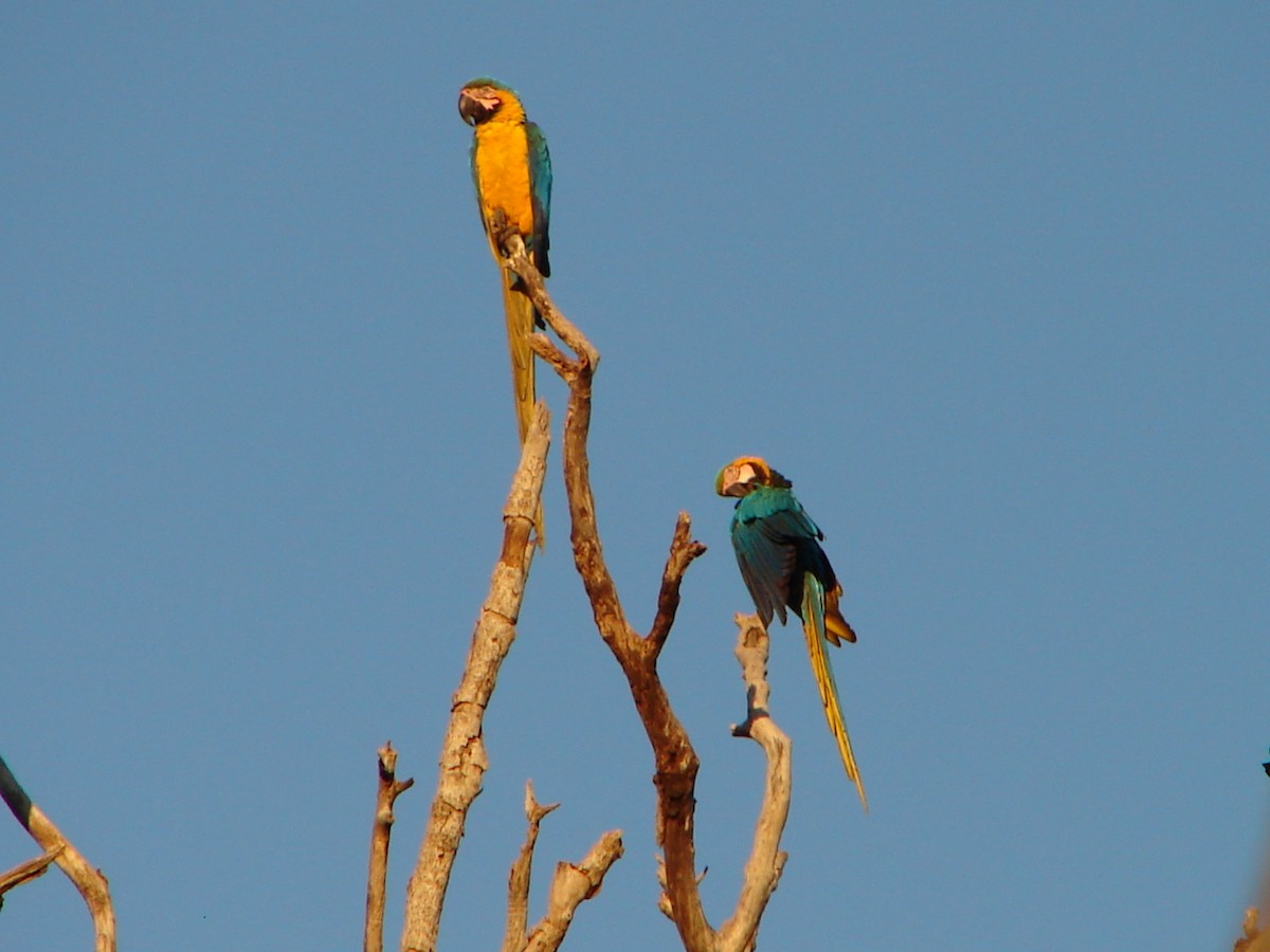 Guacamayo Azuliamarillo - ML621113279