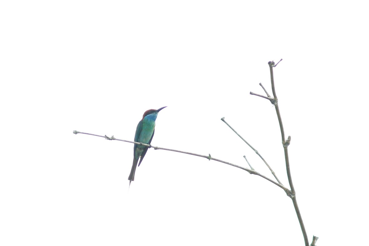 Blue-throated Bee-eater - ML621113338