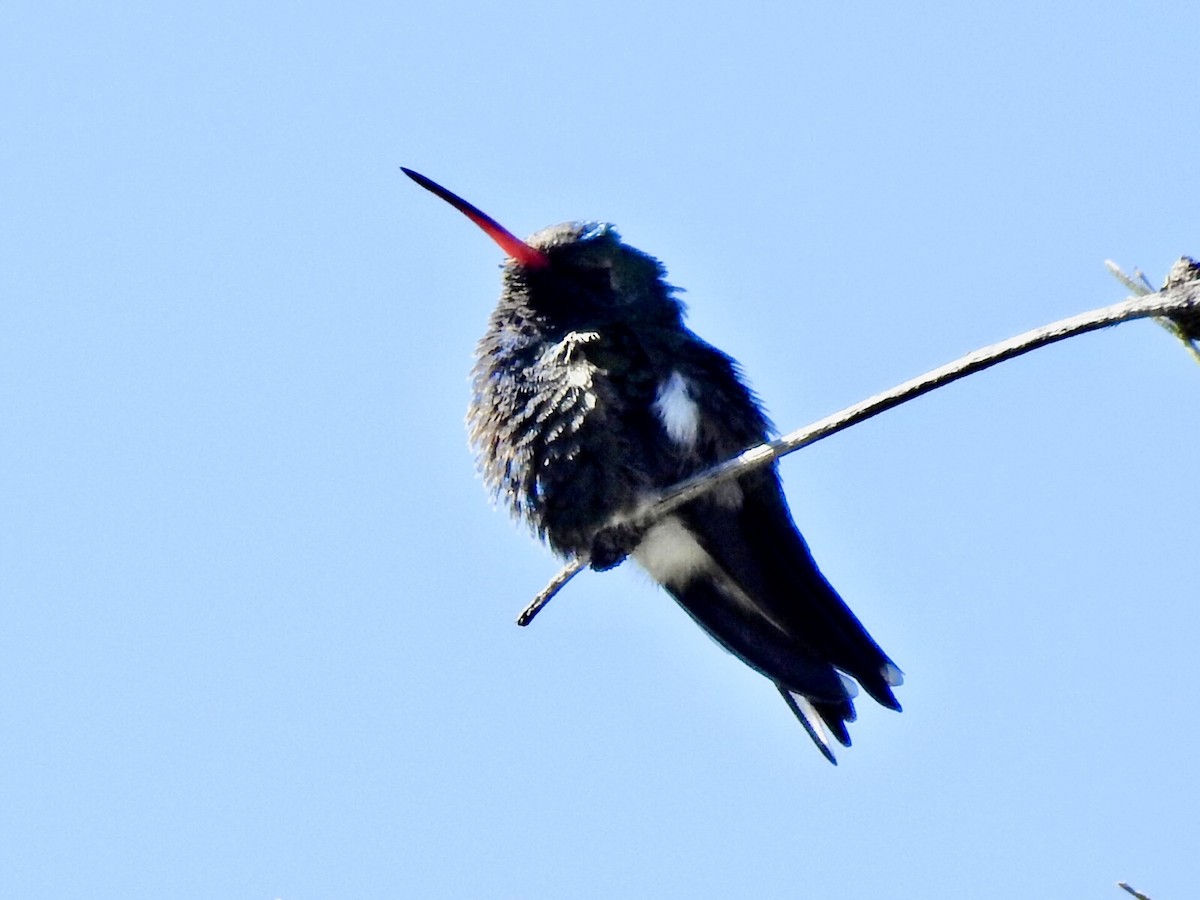 kolibřík širokozobý - ML621113351