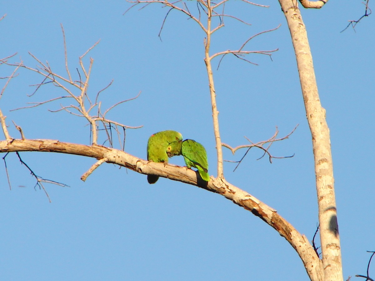 Turquoise-fronted Parrot - ML621113352