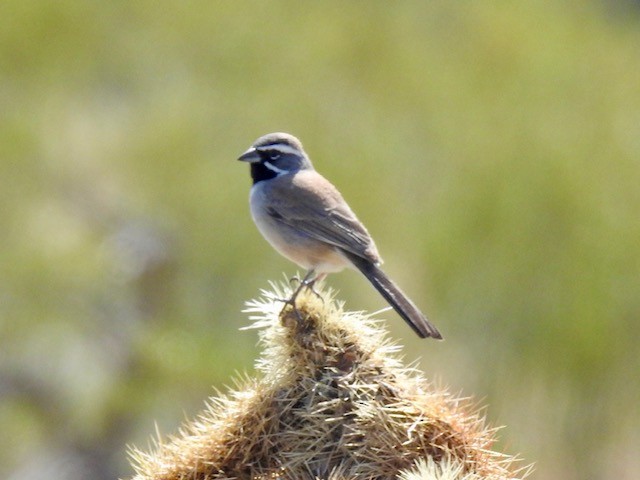 Black-throated Sparrow - ML621113354