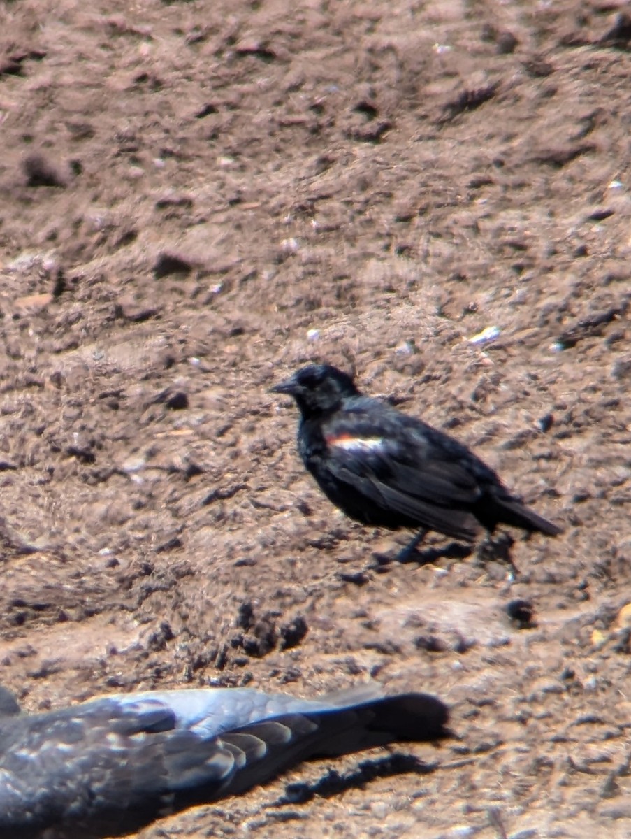 Tricolored Blackbird - ML621113414