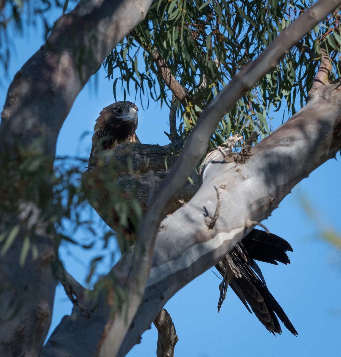 Wedge-tailed Eagle - Greg & Jeanette Licence
