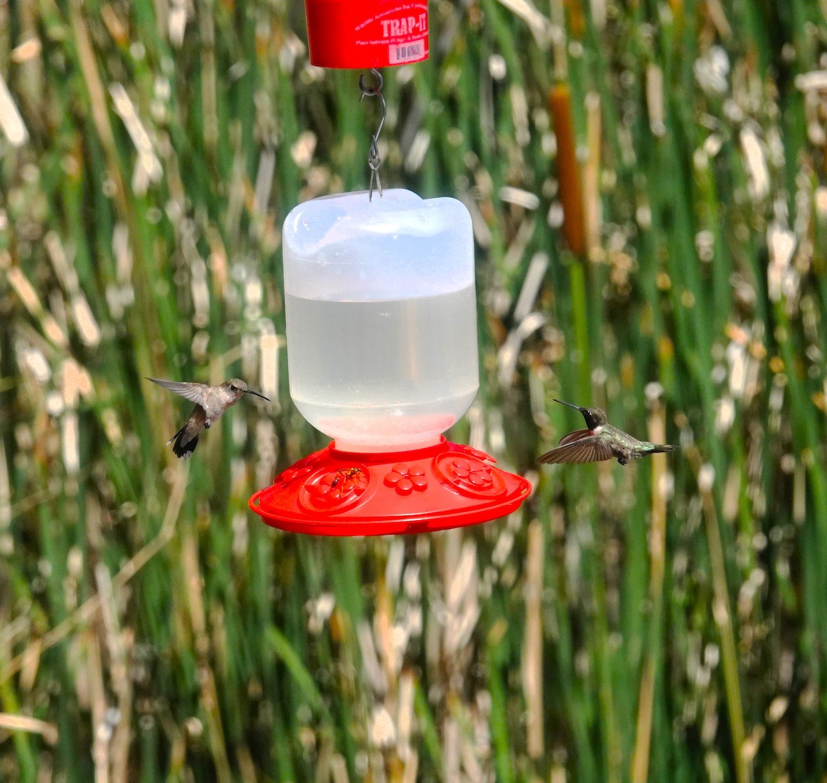 Black-chinned Hummingbird - ML621113518