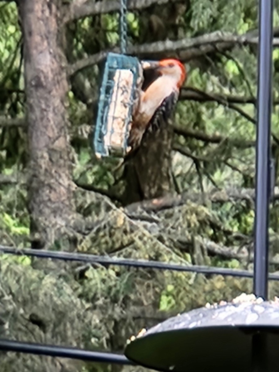 Red-headed Woodpecker - ML621113531