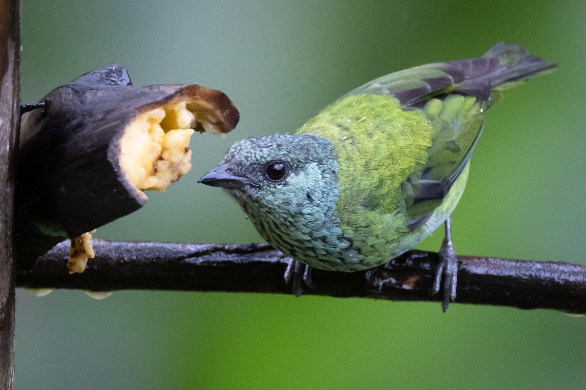Black-capped Tanager - ML621113535