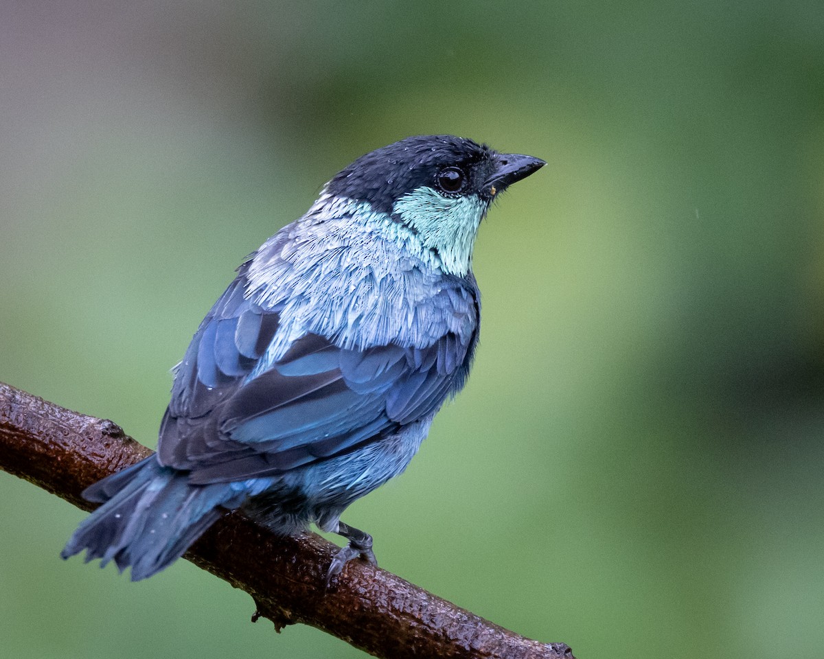Black-capped Tanager - ML621113536