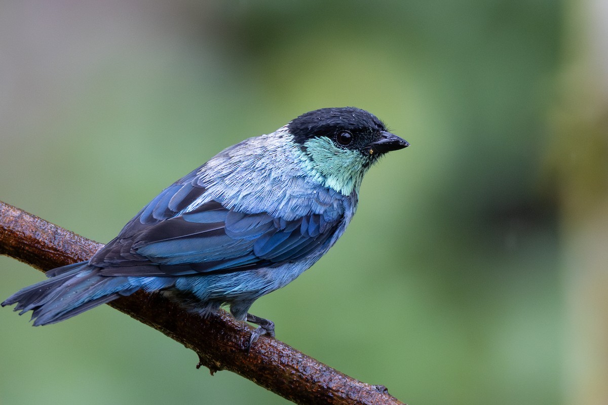 Black-capped Tanager - ML621113537