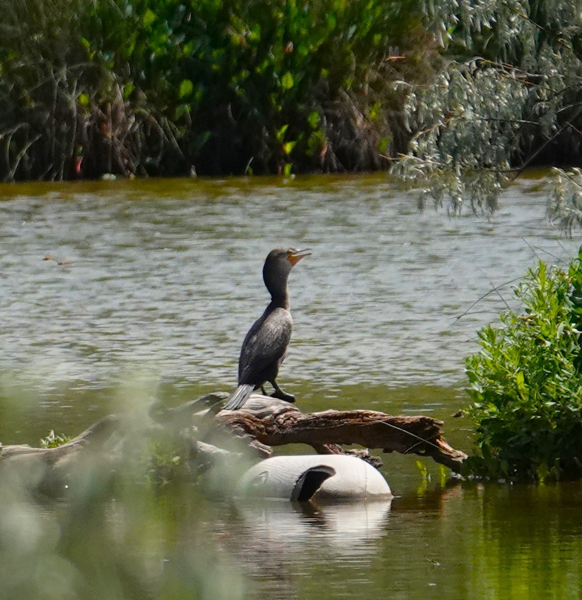 Double-crested Cormorant - ML621113542