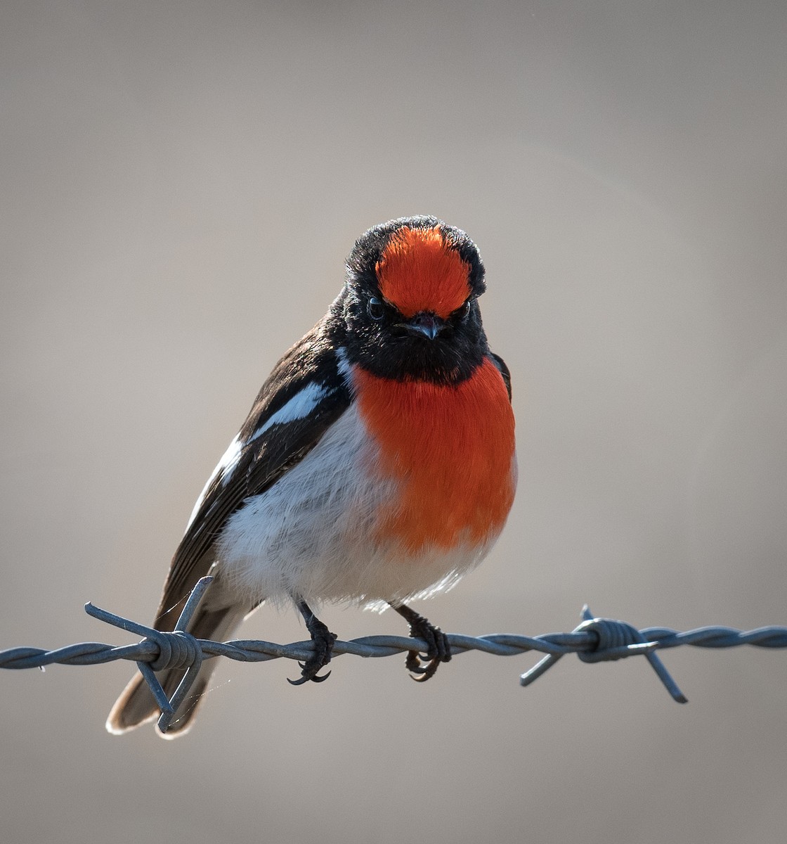 Red-capped Robin - ML621113547