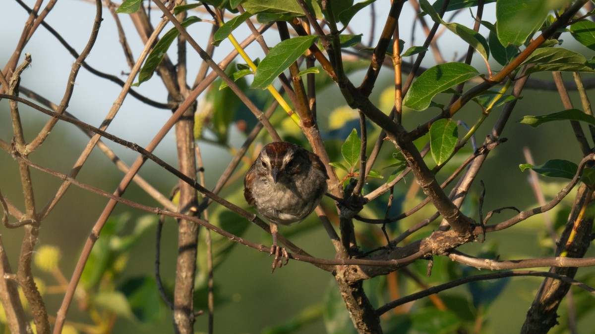 Swamp Sparrow - ML621113600