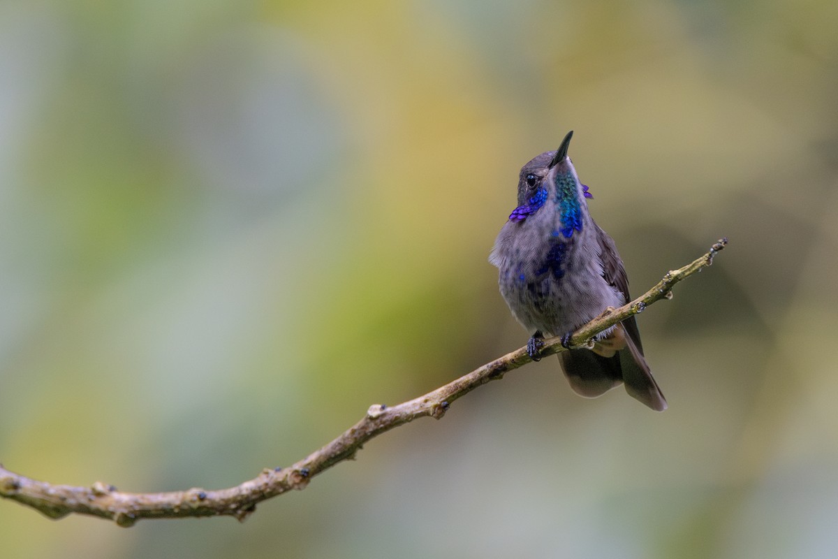 kolibřík fialovouchý - ML621113603