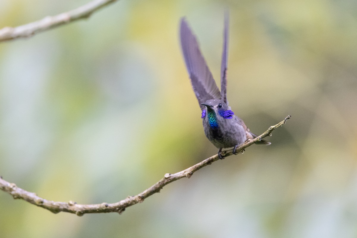 kolibřík fialovouchý - ML621113604