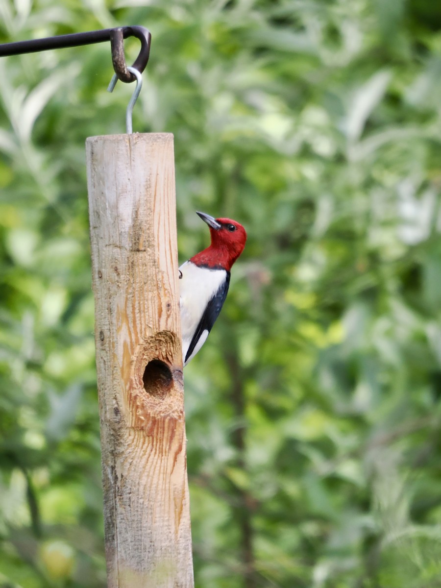 Red-headed Woodpecker - ML621113624