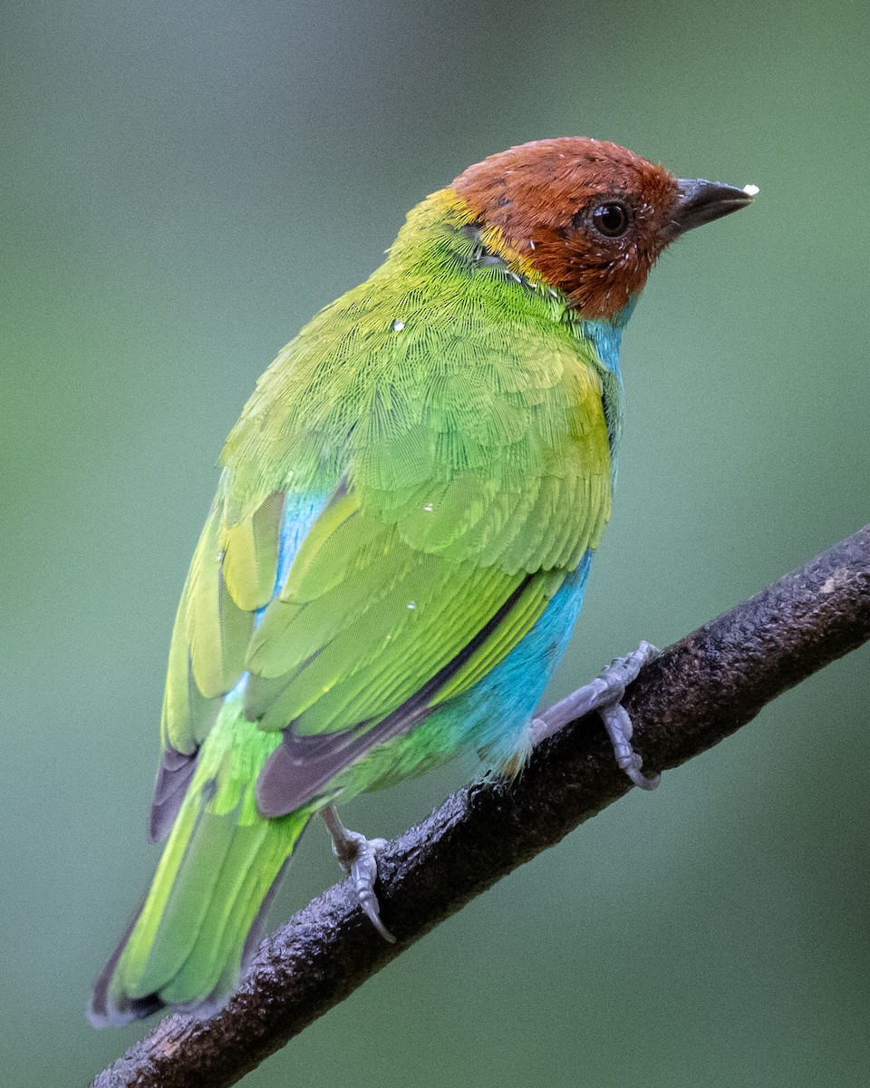 Bay-headed Tanager - ML621113628