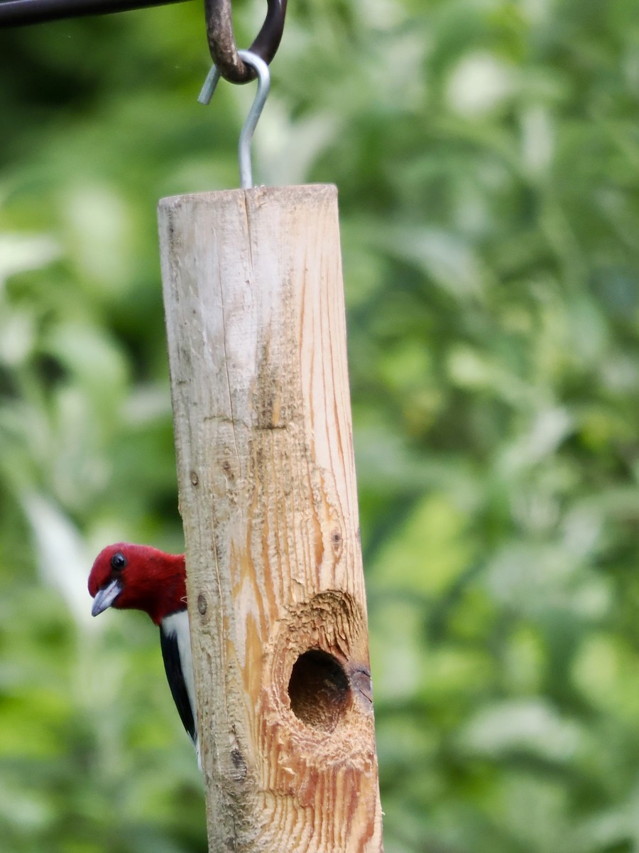 Red-headed Woodpecker - ML621113629