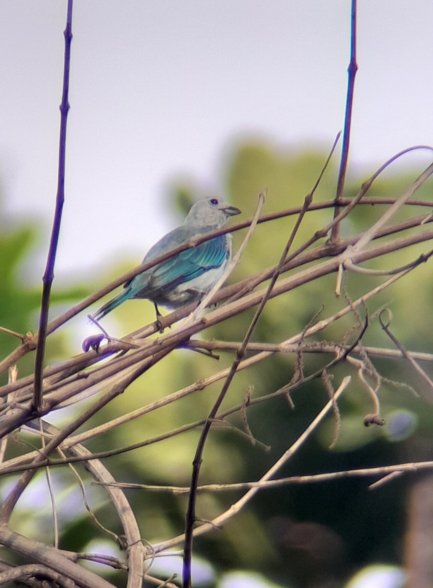 Blue-gray Tanager - ML621113658