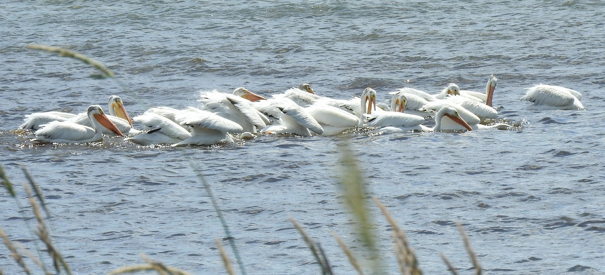 American White Pelican - ML621113690