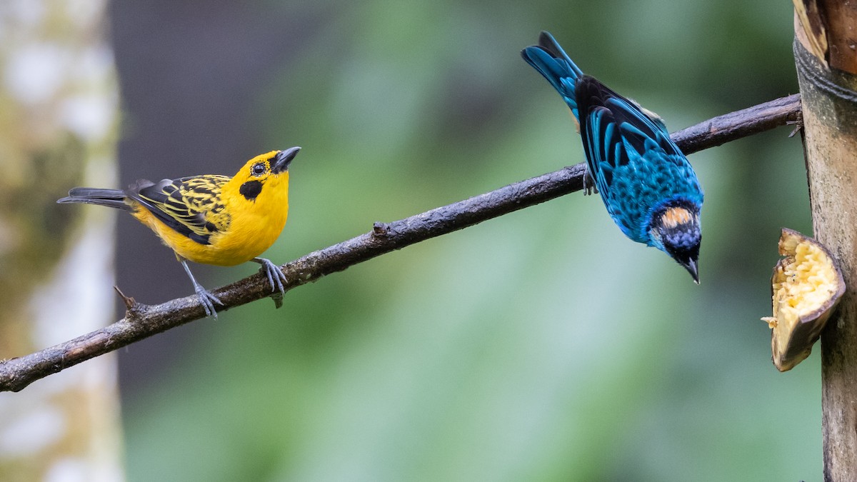Golden-naped Tanager (Golden-naped) - ML621113720
