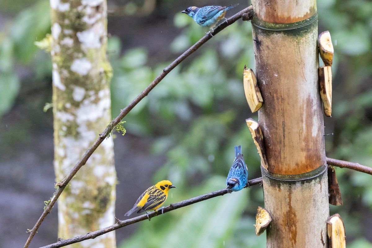 Golden-naped Tanager (Golden-naped) - ML621113721