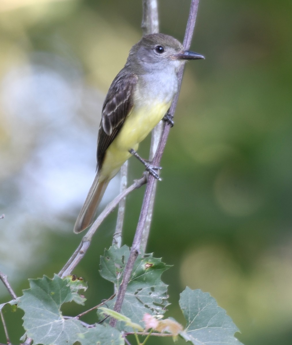 Great Crested Flycatcher - ML621113724