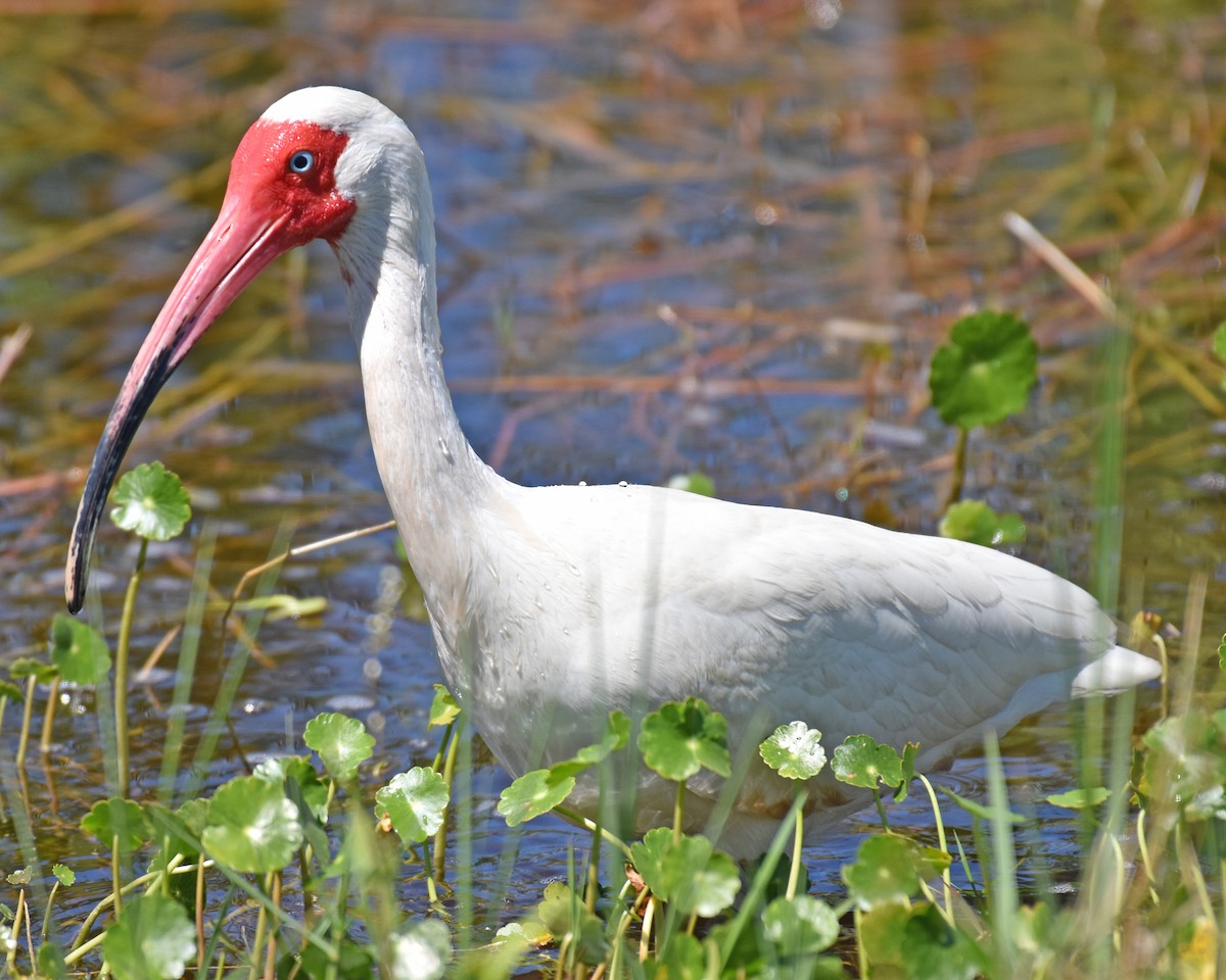 ibis bílý - ML621113730