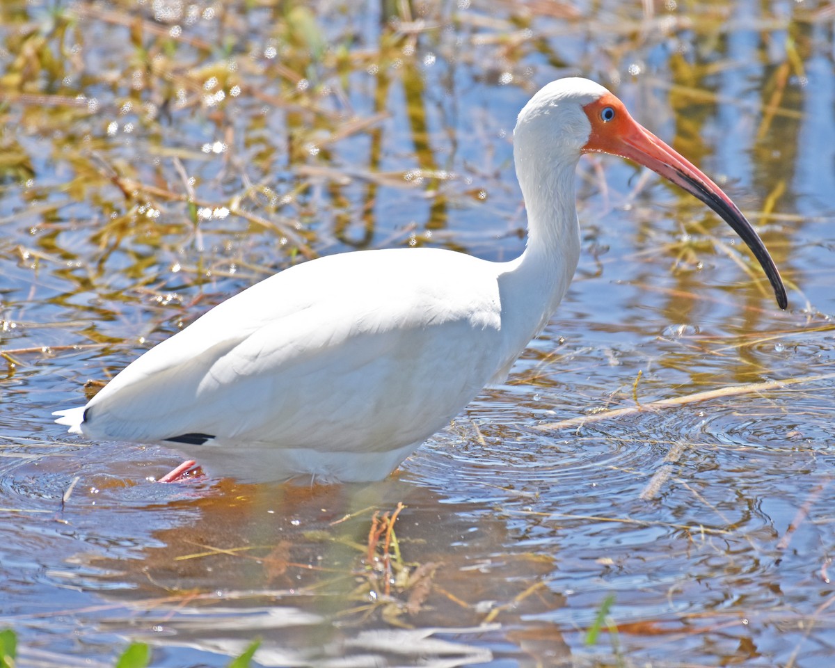 ibis bílý - ML621113731