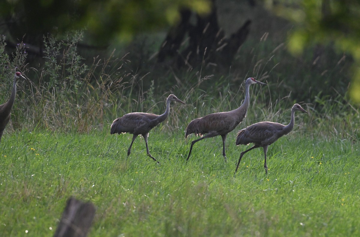 Sandhill Crane - John Sojda