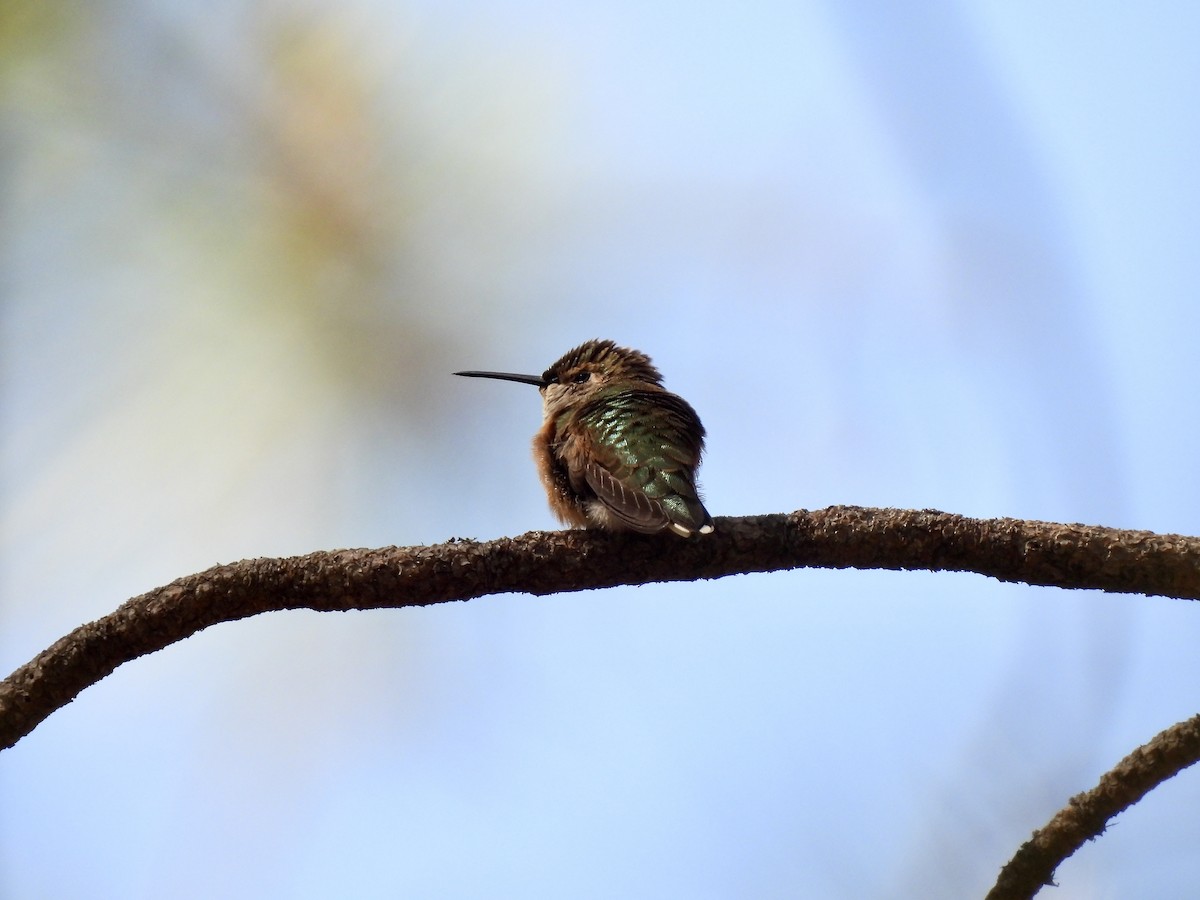Broad-tailed Hummingbird - ML621113746