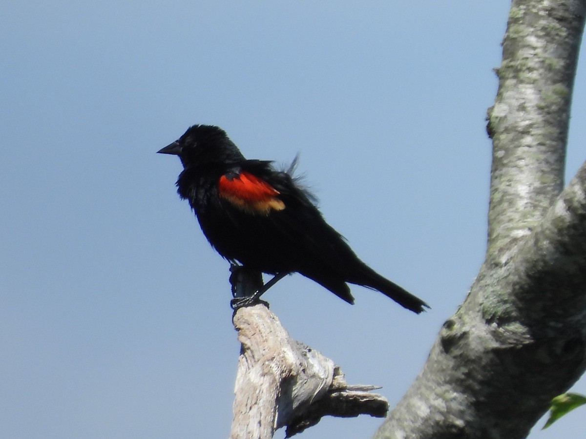 Red-winged Blackbird - ML621113768