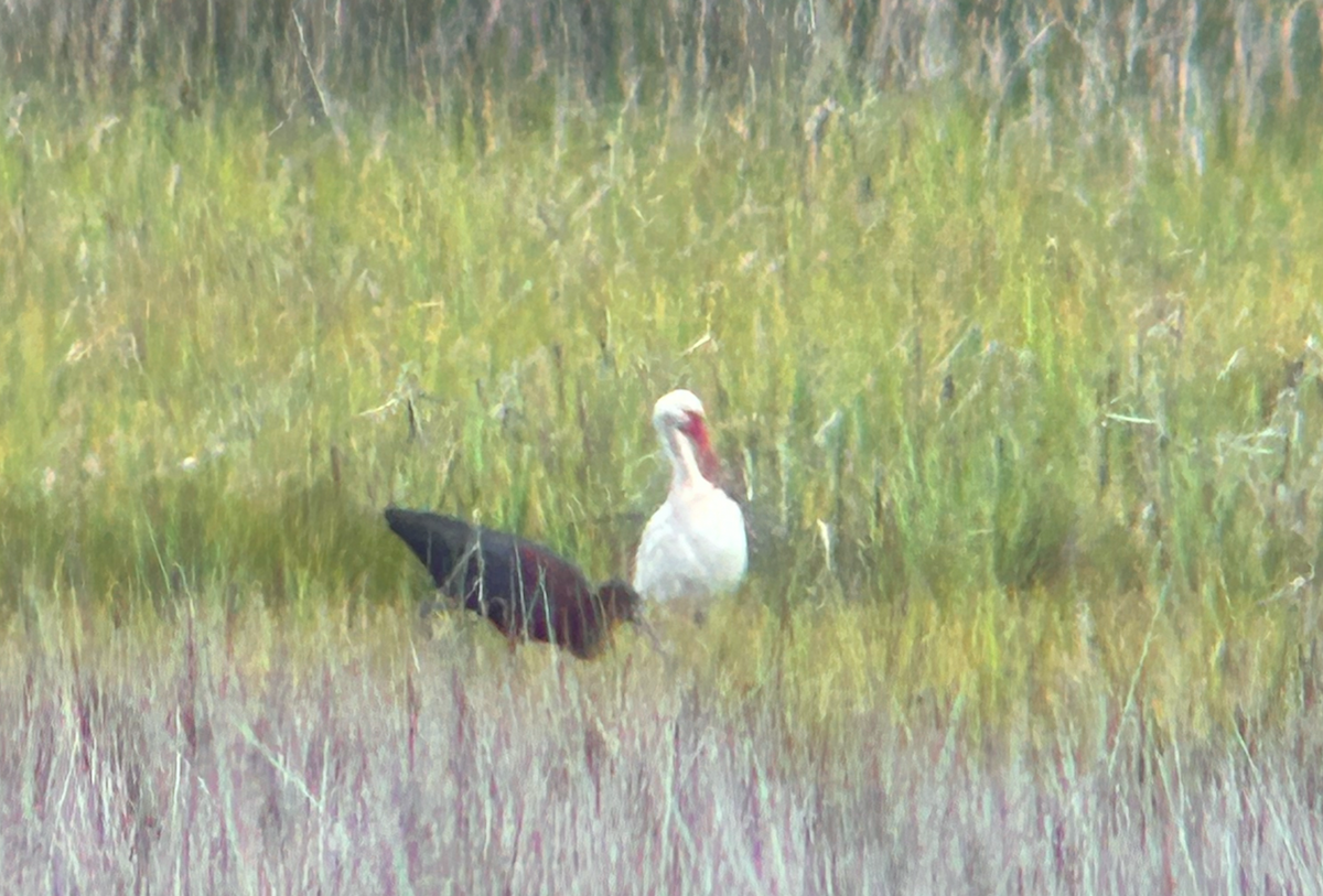 ibis hnědý - ML621113810