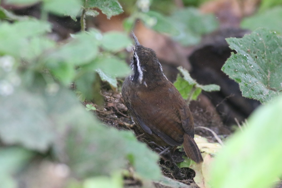 Gray-breasted Wood-Wren (Andean) - ML621113815