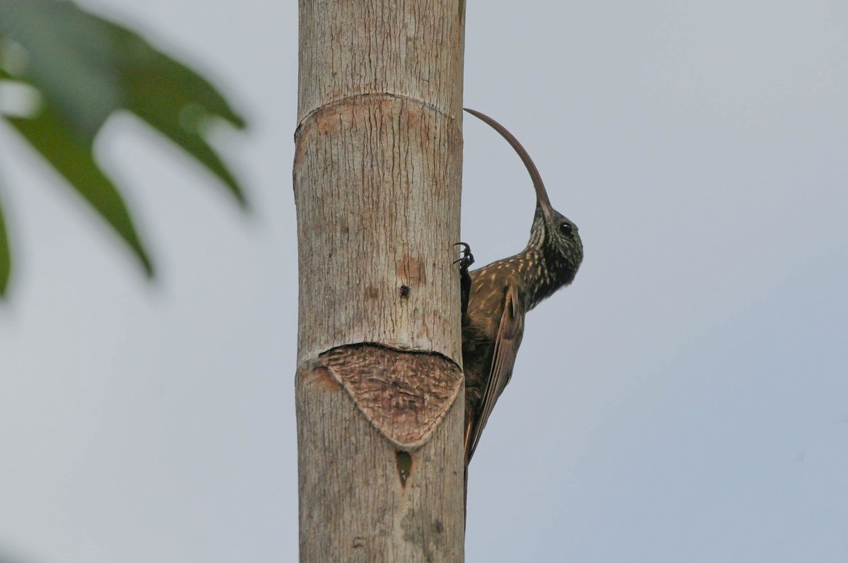 Curve-billed Scythebill - ML621113817