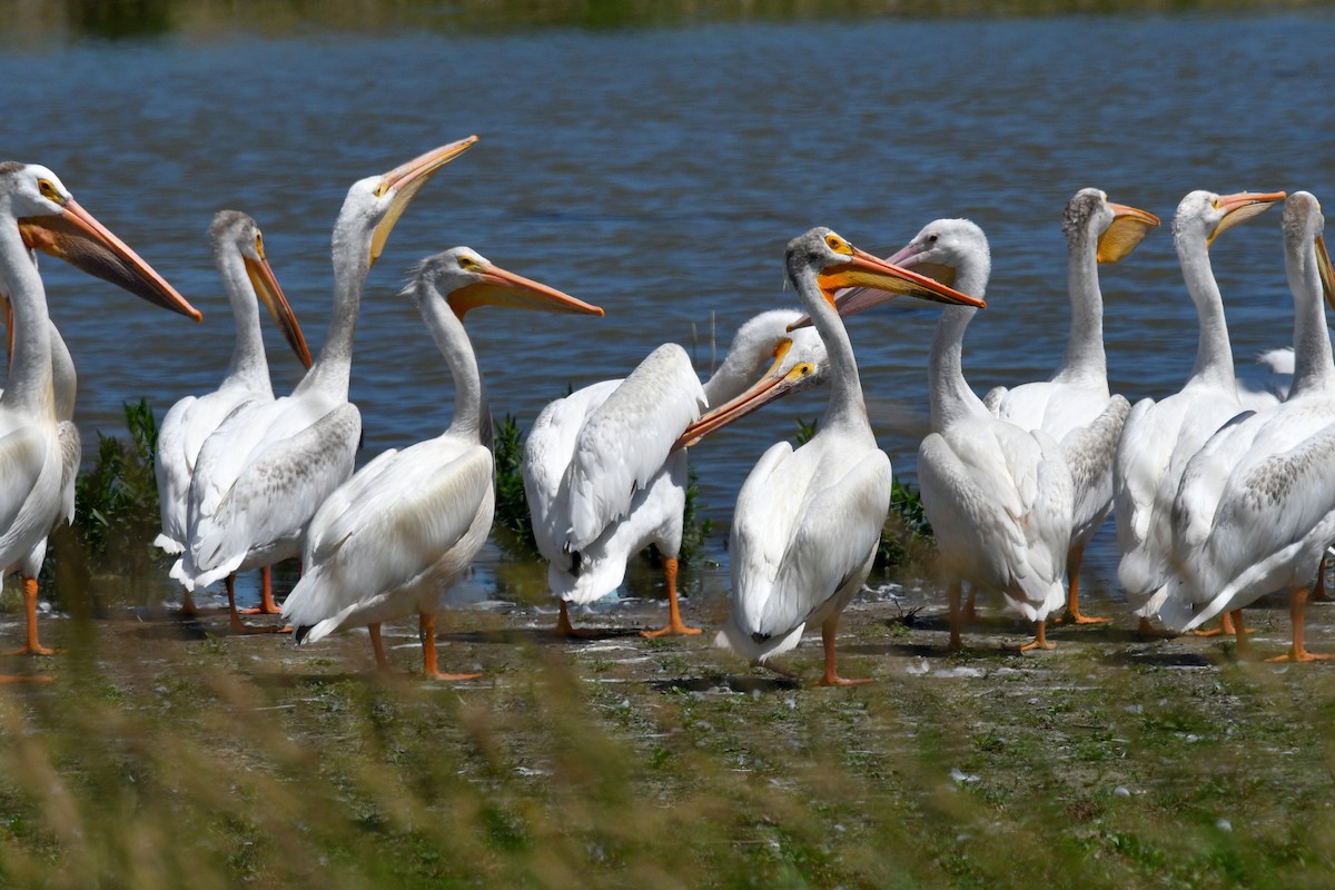 pelikán severoamerický - ML621113822