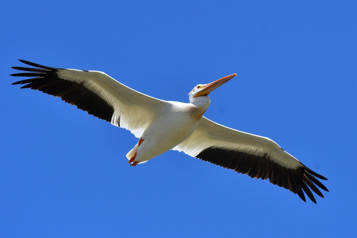 pelikán severoamerický - ML621113824