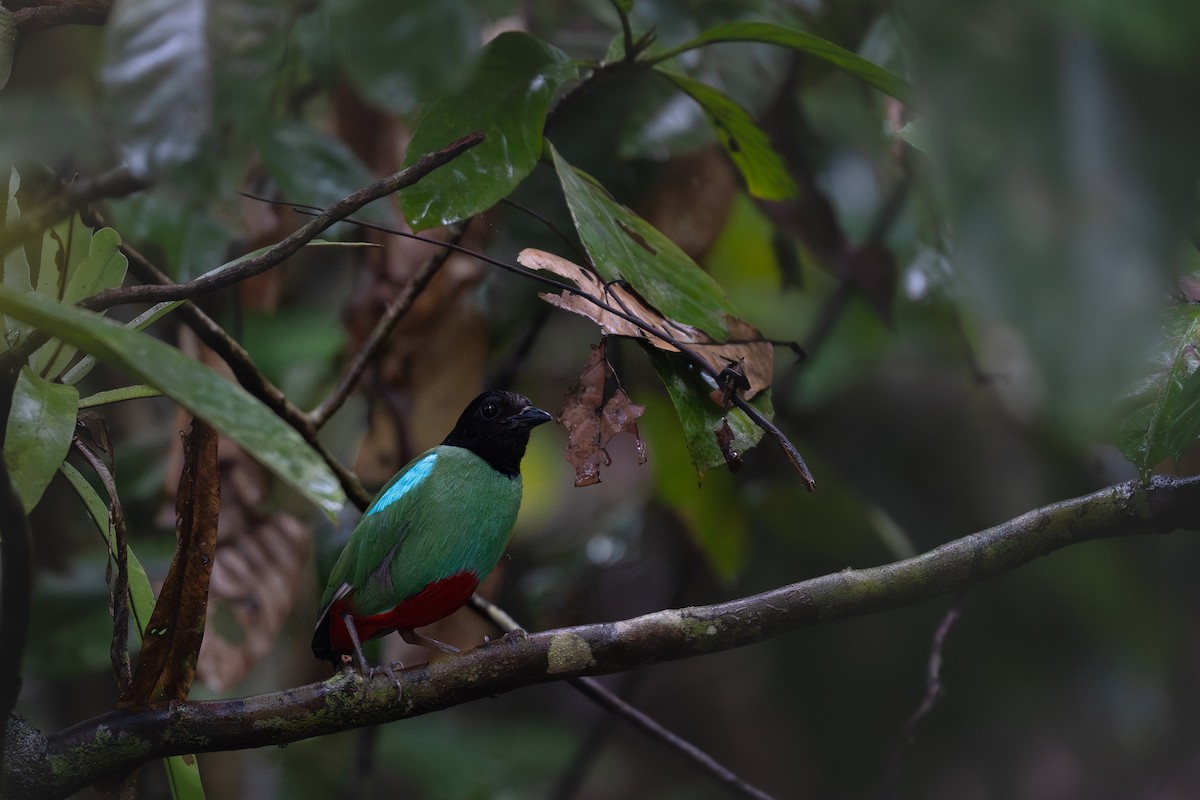 Western Hooded Pitta (Sunda) - ML621113841