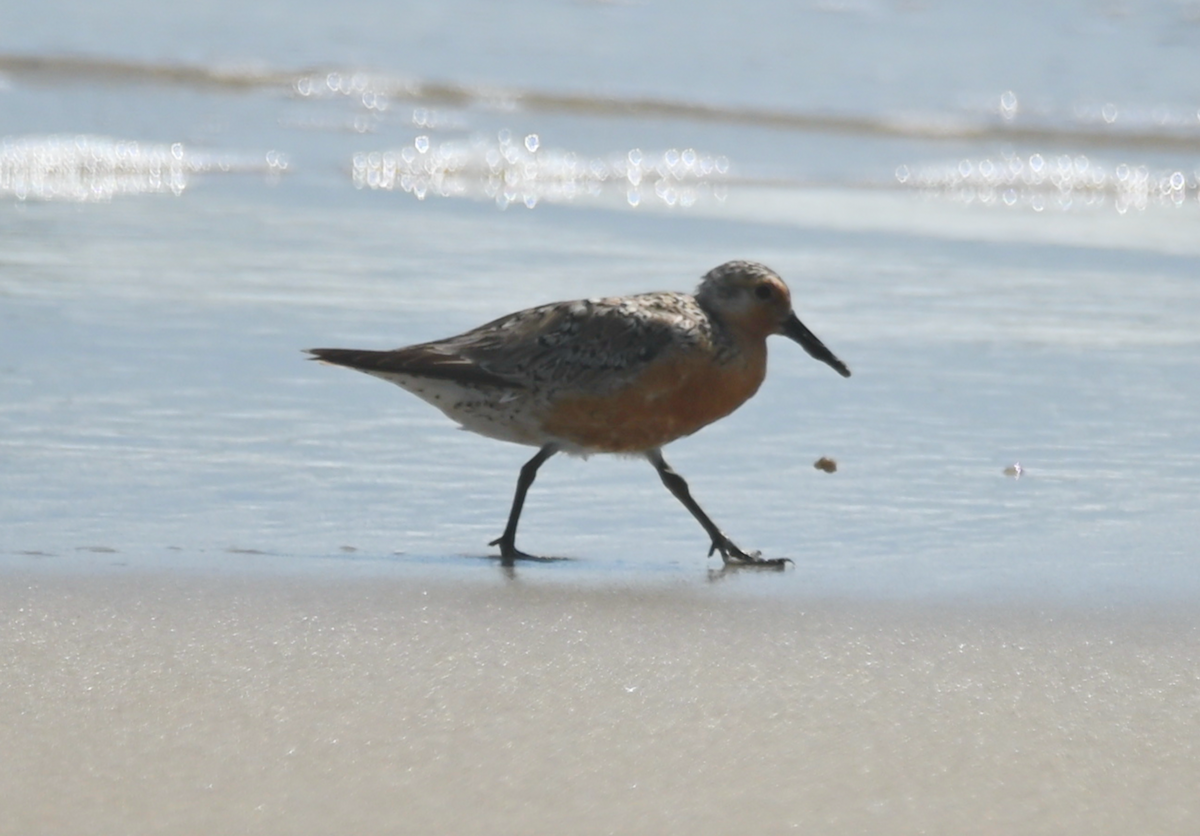 Red Knot - ML621113857