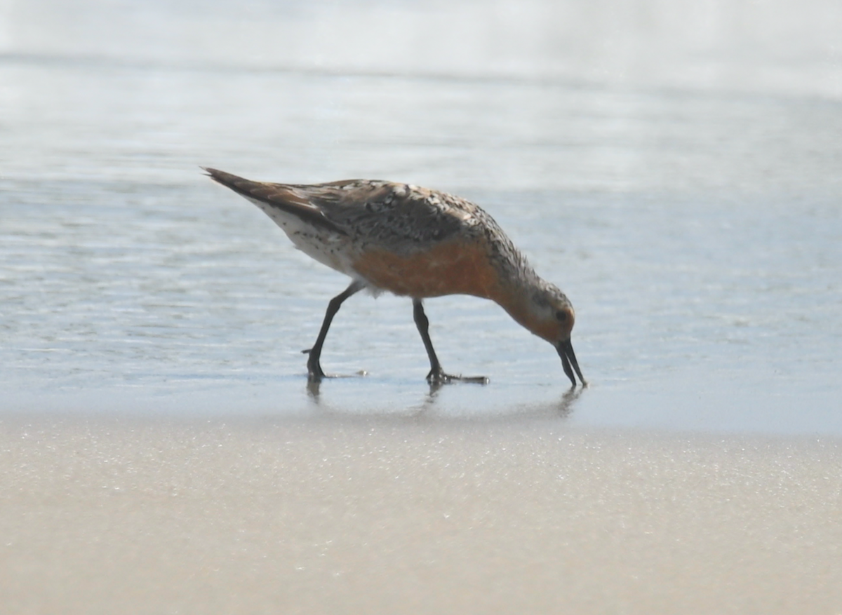 Red Knot - ML621113858