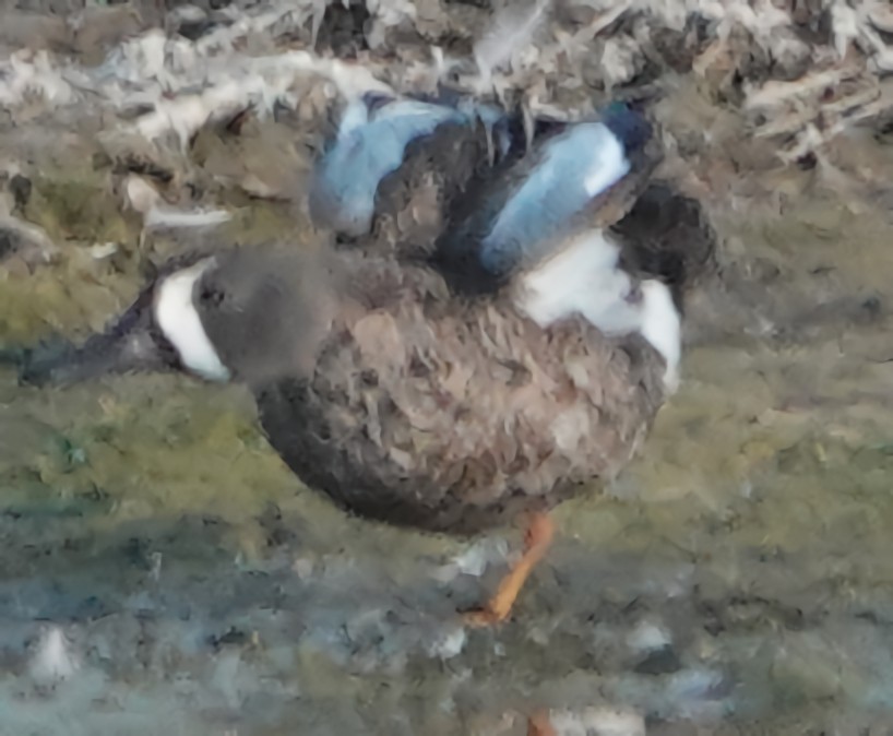 Blue-winged Teal - ML621113861