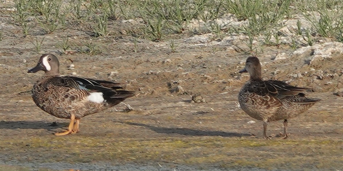 Blue-winged Teal - ML621113862