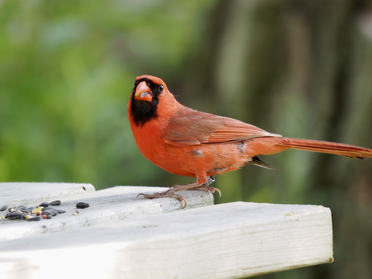 Cardinal rouge - ML621113869