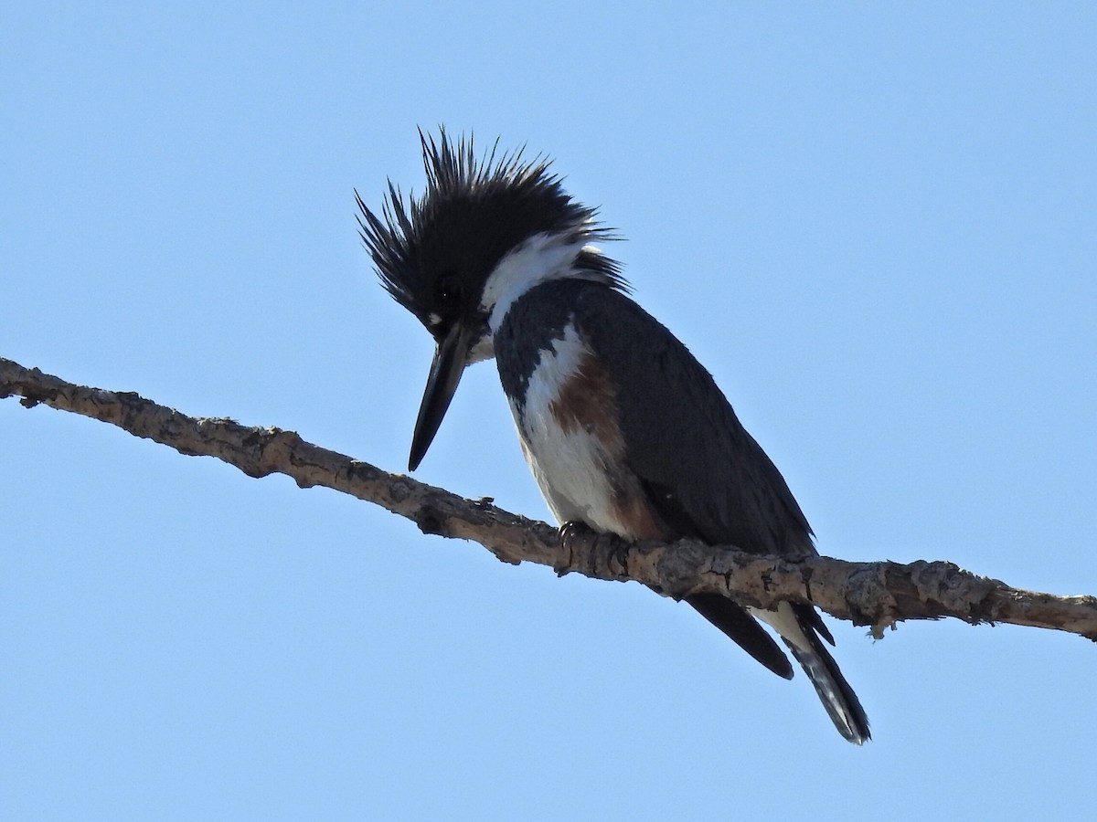 Belted Kingfisher - ML621113877