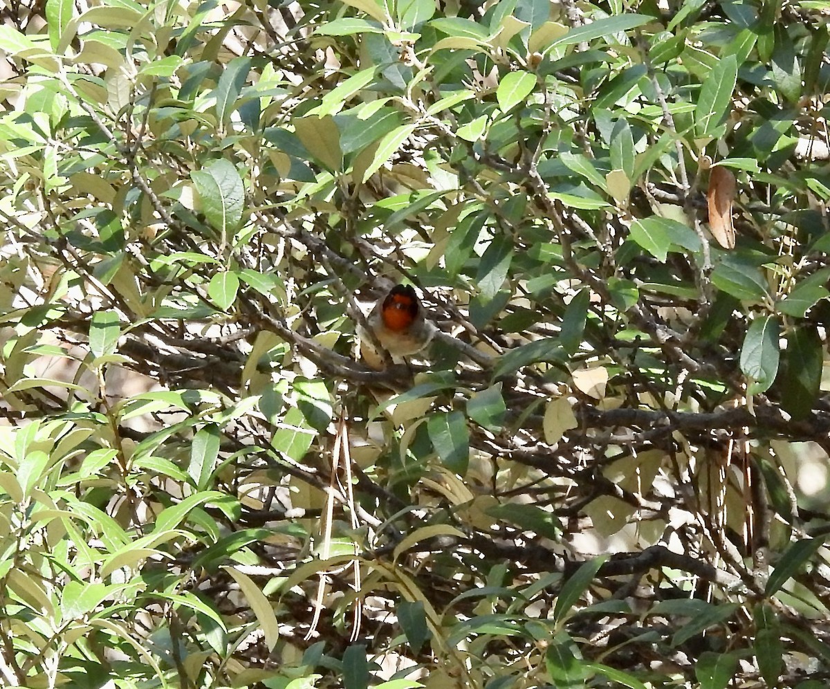 Red-faced Warbler - ML621113883