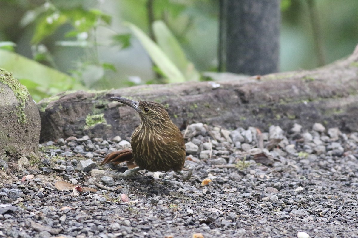 Strong-billed Woodcreeper (Andean/Northern) - ML621113924